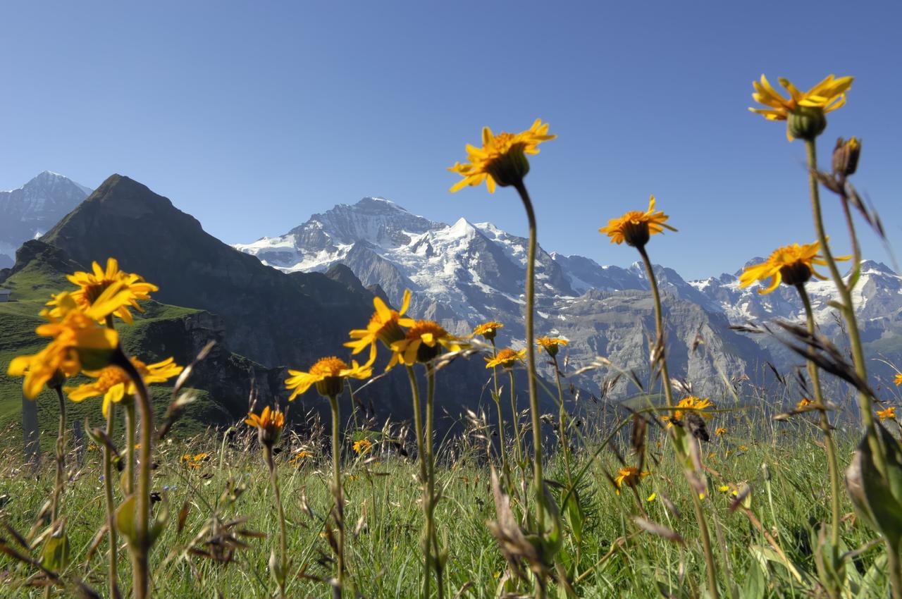 Pasta&More Bed&Breakfast Wengen Exterior photo